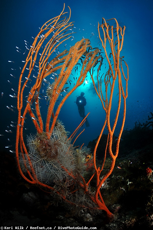 Keri Wilk self-modeling underwater photograph