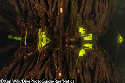 wide angle abstract underwater photograph