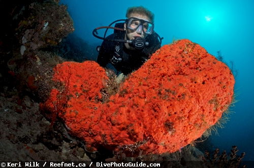 Keri Wilk self-modeling underwater photograph