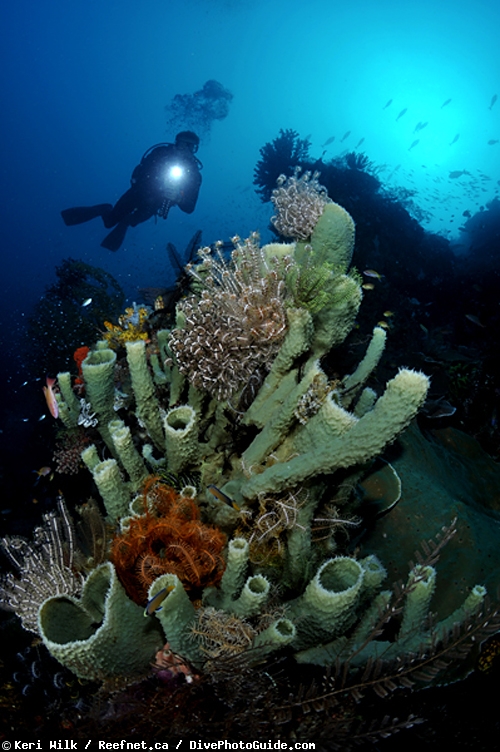 Keri Wilk self-modeling underwater photograph