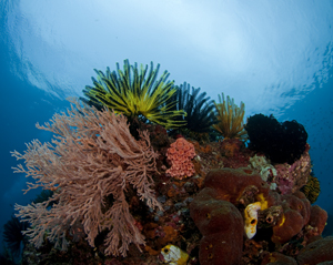 Underwater lighting