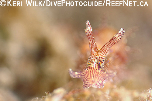 Underwater Super Macro Photography - Keri Wilk 2