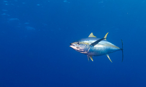 Marine Protected Areas May Alter Movement Patterns of Fish