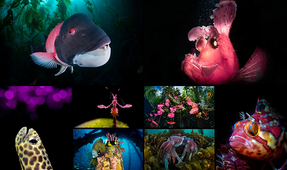 Announcing the Winners of the Third Think Pink Photo Competition