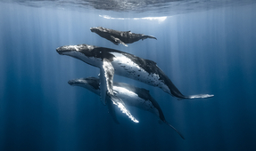 Ocean Conservancy Announces Winners of 2023 Photo Contest