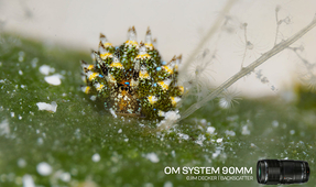 Backscatter Tests the OM System 90mm Macro Lens Underwater