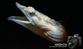Backscatter Publishes Review of the Nikon Z8