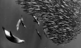 Underwater Images Win Big in the Black and White Photo Awards 2023