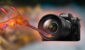 Review of the Nikon Z8 in Nauticam Housing