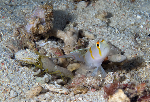 Macro underwater photograph by Matt Weiss