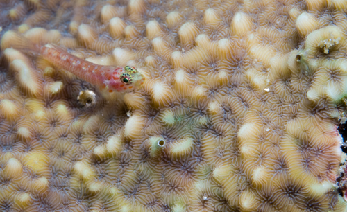 Goby on coral underwater photography by Matt Weiss