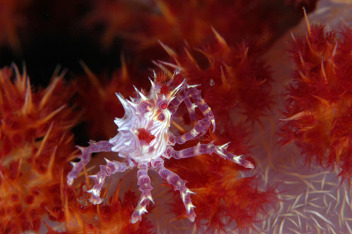 Underwater photography macro lighting