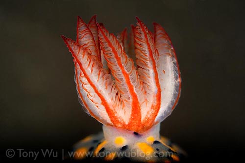 Underwater Super Macro Nudibranch - Tony Wu