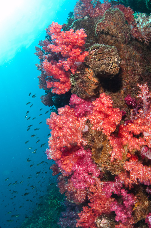 Wide Angle Underwater photograph by Matt Weiss