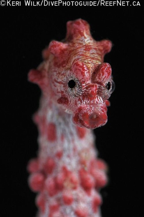 Super Macro Underwater Photography Pygmy Seahorse