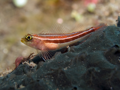 Bokeh underwater photograph  by Matt Weiss