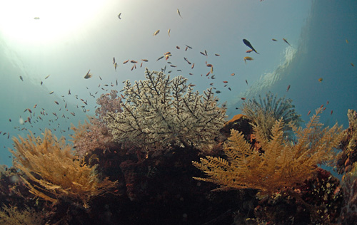 Underwater photography with filters