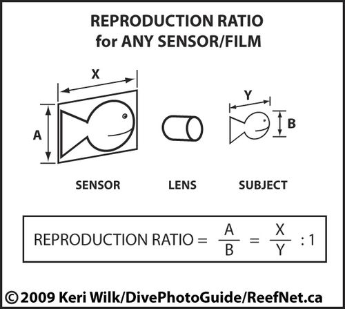 Reproduction Ratio