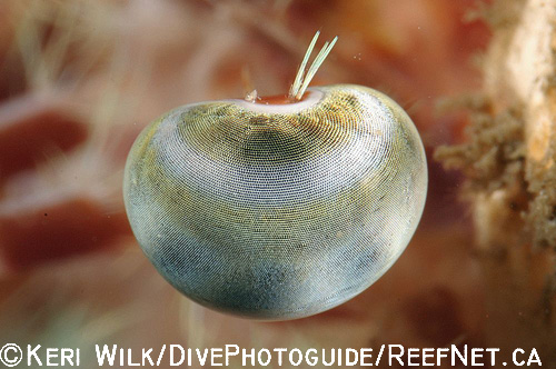 Underwater Super Macro Photography - Keri Wilk 3