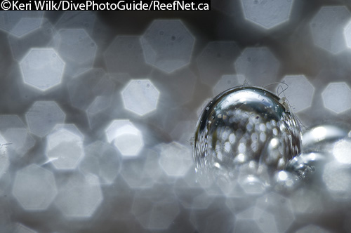 super macro abstract underwater photograph