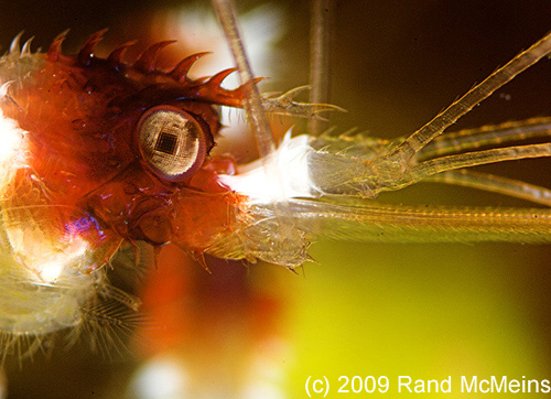 Underwater Photography Super Macro - Rand McMeins