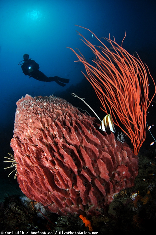 Keri Wilk self-modeling underwater photograph