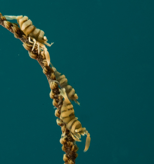 three whip coral shrimp by Matt Weiss