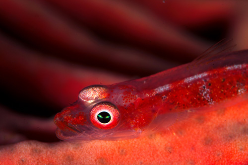 Goby underwater image