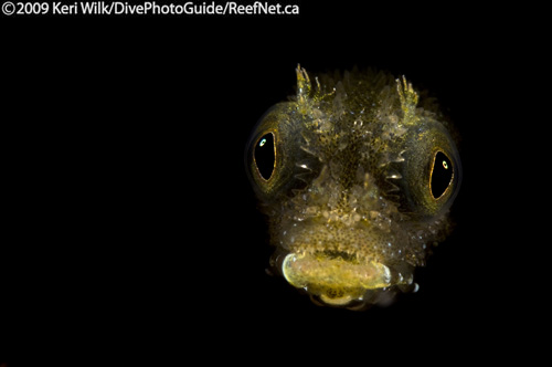 Underwater super macro blenny