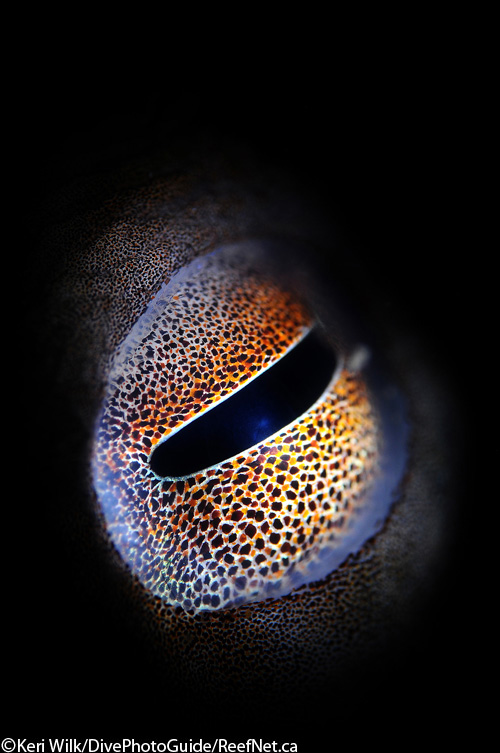 Abstract photograph of an eye by Keri Wilk