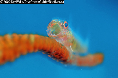 Underwater Super Macro Blue Background