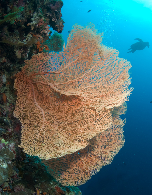 wide angle underwater photography in Borneo by Matt Weiss