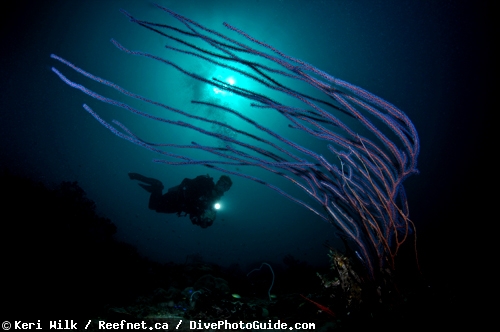 Keri Wilk self-modeling underwater photograph