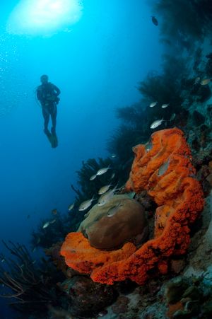 underwater photography - wide angle with diver