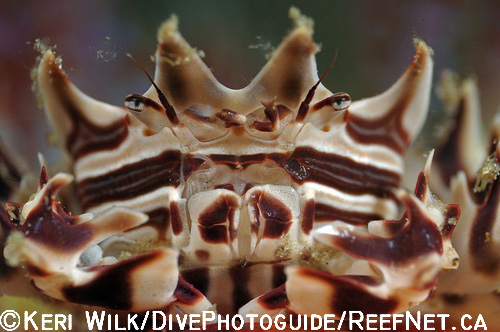 Underwater Super Macro Photography - Keri Wilk