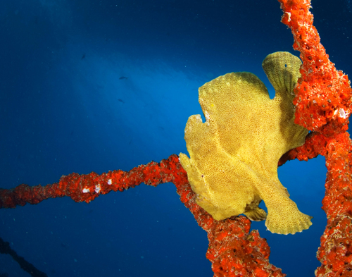 Frog Fish wide angle underwater photograph by Matt Weiss