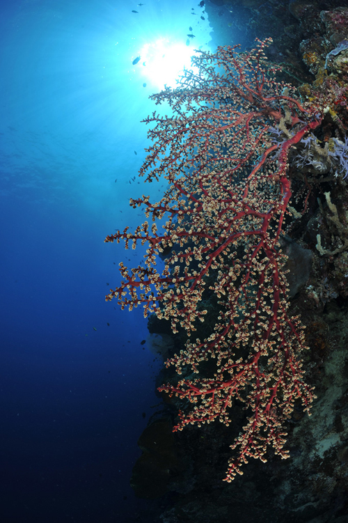 Sunburst underwater photograph by Jason Heller