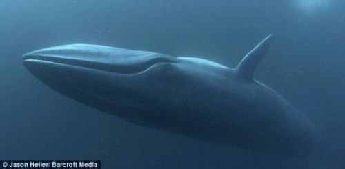 Underwater photography Brydes whale