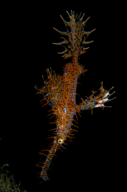 ornate ghost pipefish underwater photograph by Matt Weiss