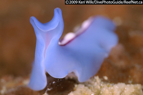 Underwater front lighting