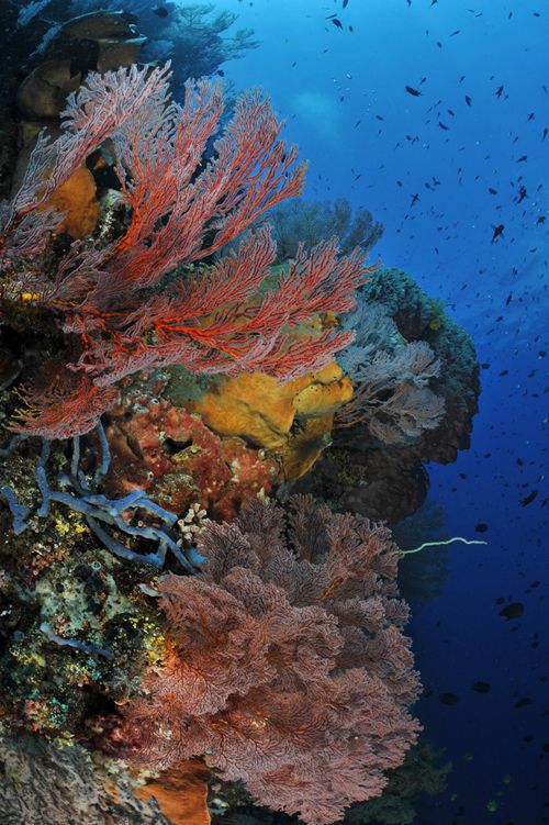 wide angle underwater photo