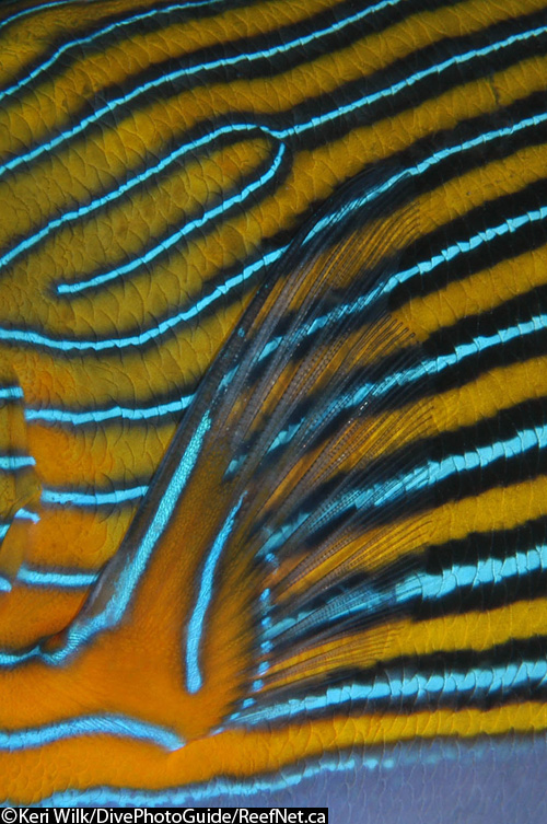 Abstract image of a fish by Keri Wilk