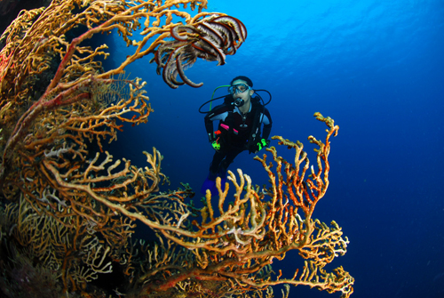 Model framed by coral by Jason Heller