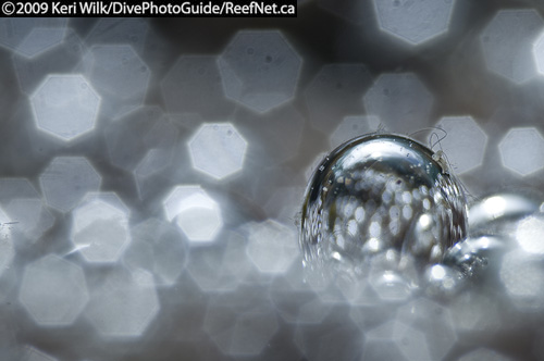 Underwater Photography Super Macro Ambient