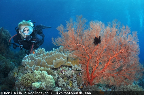 Keri Wilk self-modeling underwater photograph