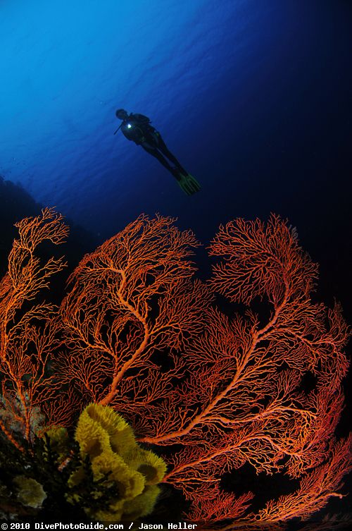 Scuba diver in Wakatobi