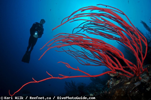 Keri Wilk self-modeling underwater photograph