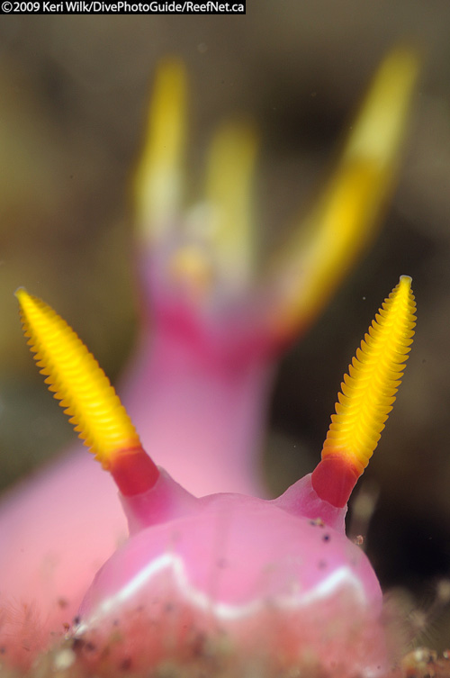 Underwater super macro nudibranch