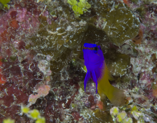 busy background underwater photograph of royal gramma