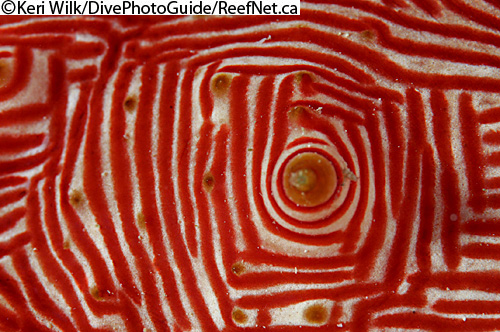 Abstract underwater photograph of sea cucumber by Keri Wilk